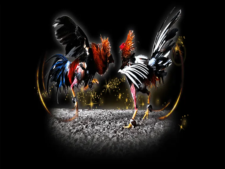 Cách Chơi Đá Gà Sabong Tại VNBet77 Dễ Hiểu Dành Cho Người Mới