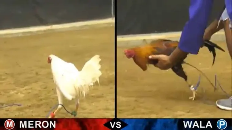 Cách Chơi Đá Gà Sabong Tại VNBet77 Dễ Hiểu Dành Cho Người Mới